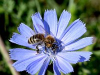 Cichorium intybus 56, Wilde cichorei, Saxifraga-Sonja Bouwman  Wilde cichorei - Cichorium intybus - Asteraceae familie met honingbij - Apis mellifera