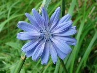 Cichorium intybus 57, Wilde cichorei, Saxifraga-Tom Heijnen