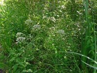 Cicuta virosa 14, Waterscheerling, Saxifraga-Hans Grotenhuis