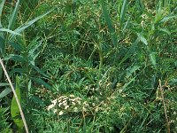 Cicuta virosa 1, Waterscheerling, Saxifraga-Piet Zomerdijk