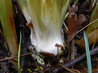 Cicuta virosa 10, Waterscheerling, Saxifraga-Rutger Barendse