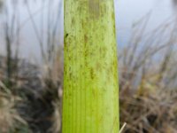 Cicuta virosa 12, Waterscheerling, Saxifraga-Rutger Barendse