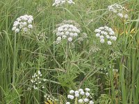 Cicuta virosa 2, Waterscheerling, Saxifraga-Peter Meininger