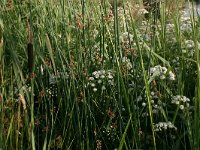 Cicuta virosa 5, Waterscheerling, Saxifraga-Hans Boll