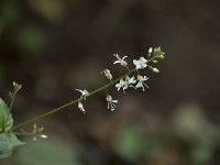 Circaea × intermedia