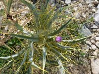 Cirsium acarna 2, Saxifraga-Jasenka Topic