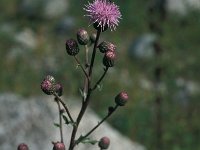 Cirsium arvense 40, Akkerdistel, Saxifraga-Jan van der Straaten