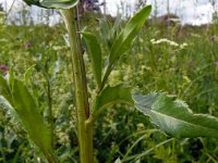 Cirsium arvense 41, Akkerdistel, Saxifraga-Hans Grotenhuis