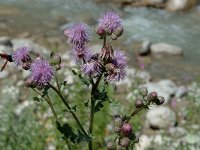 Cirsium arvense 1, Akkerdistel, Saxifraga-Jan van der Straaten