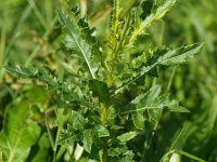 Cirsium arvense 10, Akkerdistel, Saxifraga-Rudmer Zwerver