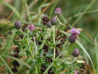 Cirsium arvense 11, Akkerdistel, Saxifraga-Rudmer Zwerver