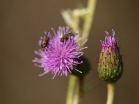 Cirsium arvense 12, Akkerdistel, Saxifraga-Rudmer Zwerver