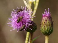 Cirsium arvense 13, Akkerdistel, Saxifraga-Rudmer Zwerver