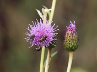 Cirsium arvense 14, Akkerdistel, Saxifraga-Rudmer Zwerver