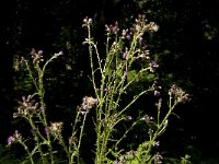 Cirsium arvense 16, Akkerdistel, Saxifraga-Jan van der Straaten