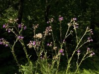 Cirsium arvense 17, Akkerdistel, Saxifraga-Jan van der Straaten