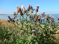 Cirsium arvense 18, Akkerdistel, Saxifraga-Peter Meininger