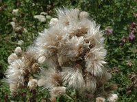 Cirsium arvense 2, Akkerdistel, Saxifraga-Marijke Verhagen