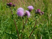 Cirsium arvense 27, Akkerdistel, Saxifraga-Ed Stikvoort