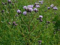 Cirsium arvense 28, Akkerdistel, Saxifraga-Ed Stikvoort