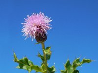 Cirsium arvense 29, Akkerdistel, Saxifraga-Ed Stikvoort