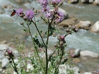 Cirsium arvense 3, Akkerdistel, Saxifraga-Jan van der Straaten