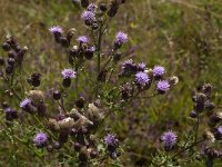 Cirsium arvense 32, Akkerdistel, Saxifraga-Jan van der Straaten