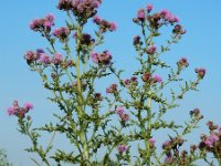 Cirsium arvense 33, Akkerdistel, Saxifraga-Ed Stikvoort