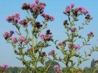 Cirsium arvense 34, Akkerdistel, Saxifraga-Ed Stikvoort