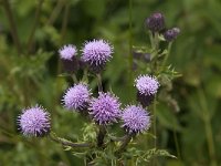 Cirsium arvense 37, Akkerdistel, Saxifraga-Jan van der Straaten