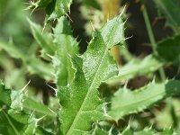 Cirsium arvense 39, Akkerdistel, Saxifraga-Sonja Bouwman