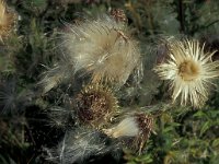 Cirsium arvense 4, Akkerdistel, Saxifraga-Piet Zomerdijk