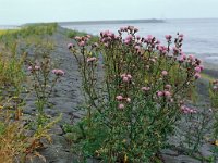 Cirsium arvense 5, Akkerdistel, Saxifraga-Piet Zomerdijk