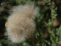 Cirsium arvense 7, Akkerdistel, Saxifraga-Jan van der Straaten