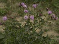 Cirsium arvense 8, Akkerdistel, Saxifraga-Willem van Kruijsbergen