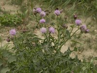 Cirsium arvense 9, Akkerdistel, Saxifraga-Willem van Kruijsbergen