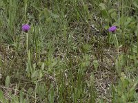 Cirsium dissectum 62, Spaanse ruiter, Saxifraga-Willem van Kruijsbergen