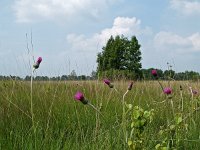 Cirsium dissectum 1, Spaanse ruiter, Saxifraga-Hans Dekker