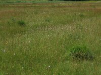 Cirsium dissectum 12, Spaanse ruiter, Saxifraga-Hans Boll