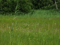 Cirsium dissectum 15, Spaanse ruiter, Saxifraga-Hans Boll