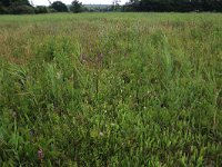 Cirsium dissectum 16, Spaanse ruiter, Saxifraga-Hans Boll