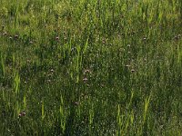 Cirsium dissectum 18, Spaanse ruiter, Saxifraga-Hans Boll