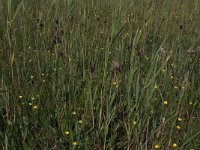 Cirsium dissectum 19, Spaanse ruiter, Saxifraga-Hans Boll