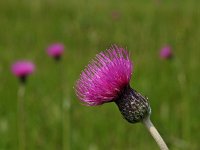 Cirsium dissectum 2, Spaanse ruiter, Saxifraga-Hans Dekker