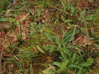 Cirsium dissectum 20, Spaanse ruiter, Saxifraga-Hans Boll