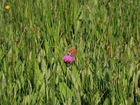 Cirsium dissectum 23, Spaanse ruiter, Saxifraga-Hans Boll