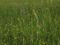 Cirsium dissectum 25, Spaanse ruiter, Saxifraga-Hans Boll