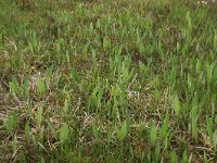 Cirsium dissectum 27, Spaanse ruiter, Saxifraga-Hans Boll