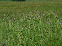 Cirsium dissectum 29, Spaanse ruiter, Saxifraga-Hans Boll