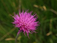 Cirsium dissectum 3, Spaanse ruiter, Saxifraga-Hans Dekker